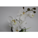 Atmosphera Zimmerpflanze Blume mit weißen...